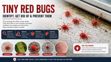 Tiny Red Bugs